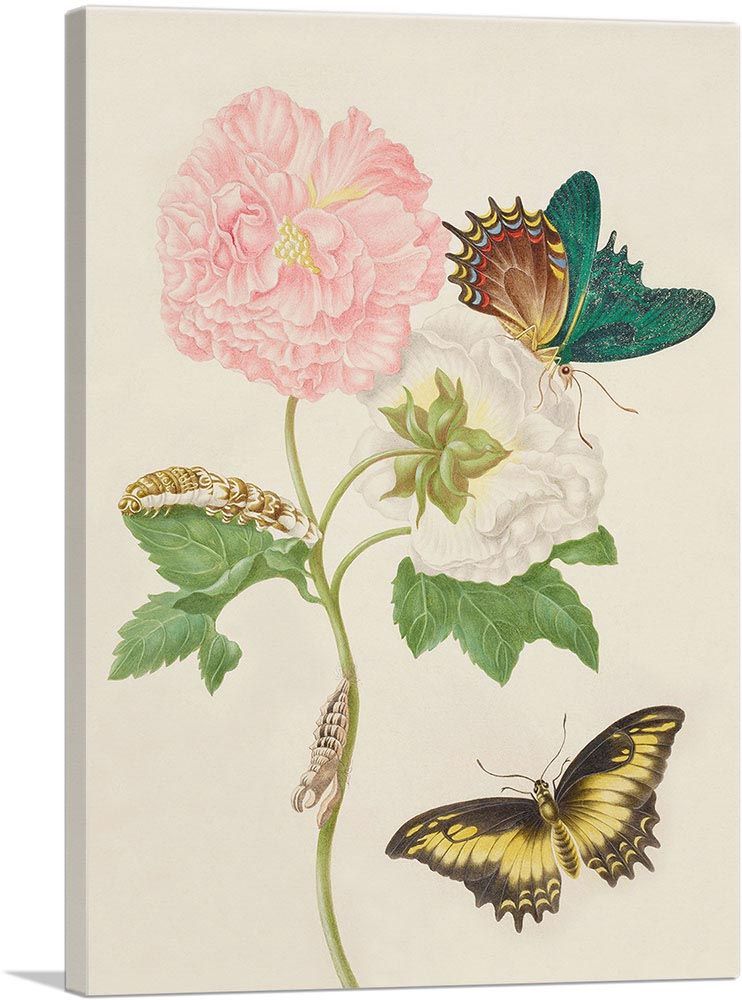 Rose Artwork With Androgeus Swallowtail Butterfly